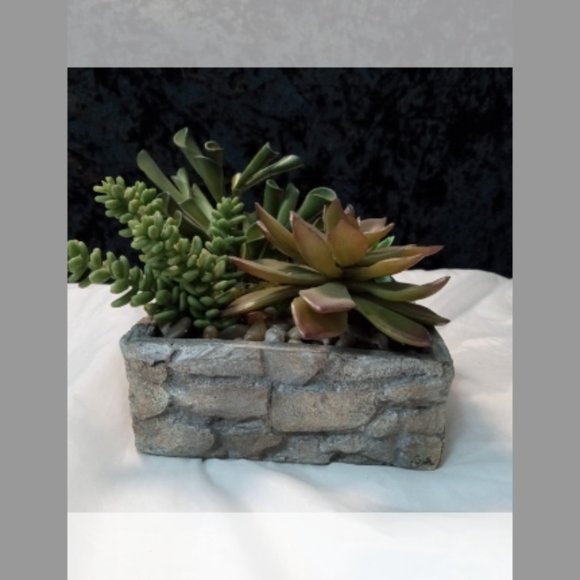 Gold Eagle Succulent Rock Garden - Picture 8 of 9